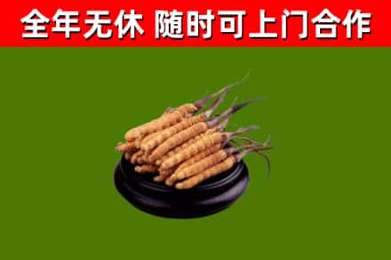 巴音郭楞州回收散虫草