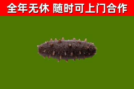 巴音郭楞州回收海参干